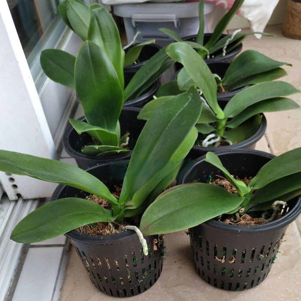 Gardening Tools Plastic - 10 Buah Keranjang Tanam Hidroponik Plastik